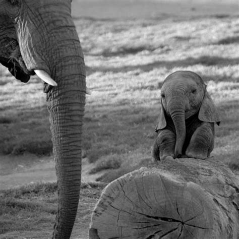 The 35 Cutest Baby Elephants You Will See Today Twistedsifter