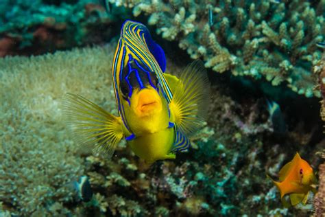 Regal Angelfish Facts And Photographs Seaunseen