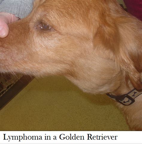 Dog Enlarged Lymph Node Daily Dog Discoveries