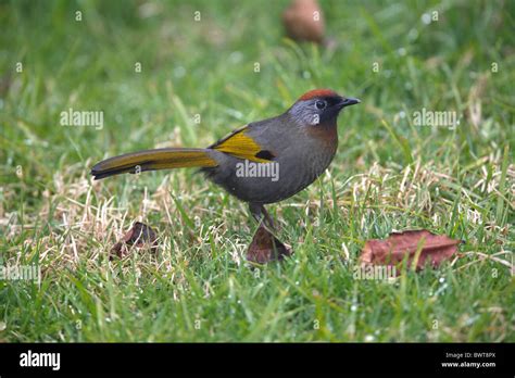 Chestnut Crowned Laughingthrush Garrulax Erythrocephalus Melanostigma