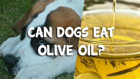 Can Puppies Have Olive Oil