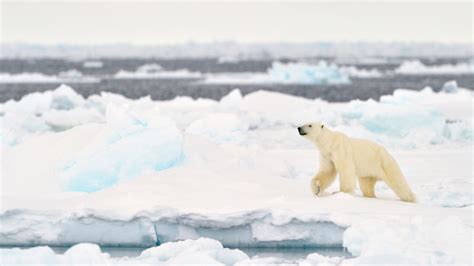 10 Freezing Facts About The Arctic S Ecosystem Mental Floss