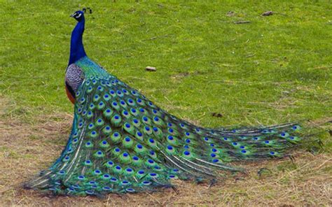 Peacock Wallpapers Top Free Peacock Backgrounds Wallpaperaccess