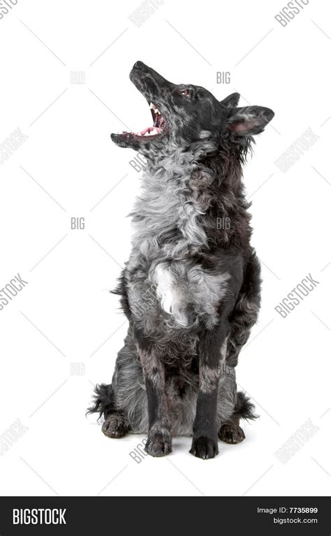 black merle mudi dog image photo  trial bigstock