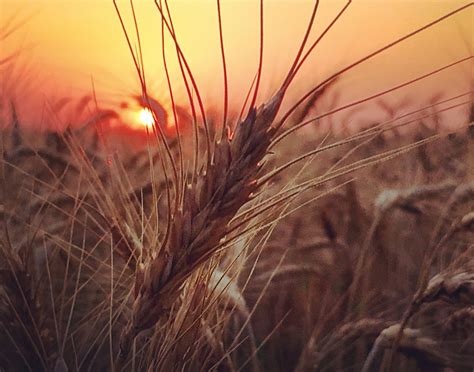 The Wheat State Girard Kansas Summer Photos Photo Photo Contest