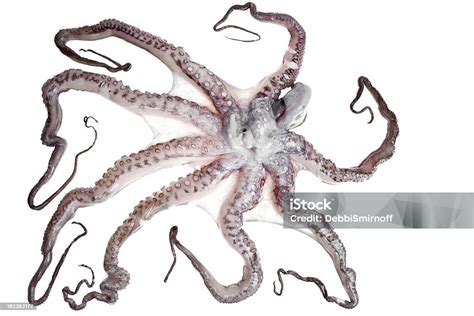 Octopus Underside View Stock Photo Download Image Now Animal Color