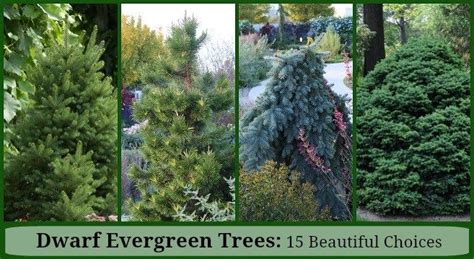 Find out which plants can be used for hedges in landscaping, ornamental gardening, or can be grown in pots. Dwarf Evergreen Trees: 15 Exceptional Choices for the Yard ...