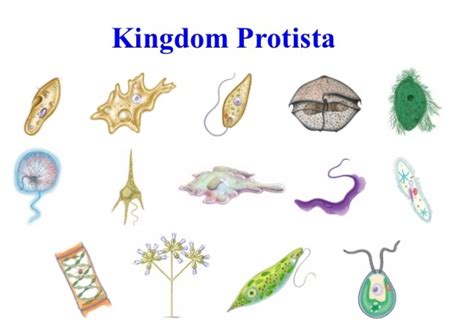 Check spelling or type a new query. Kingdom - Protista