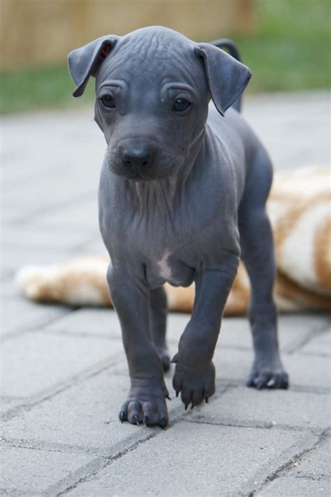 American Hairless Terriers Puppies American Hairless Terrier Dog