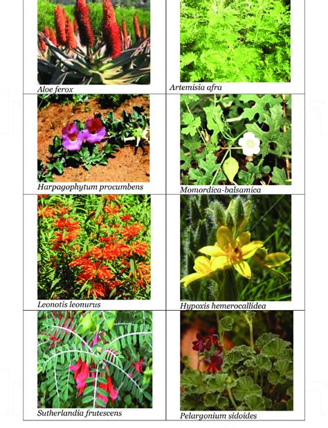 commonly used and mentioned medicinal plants used as african download scientific diagram