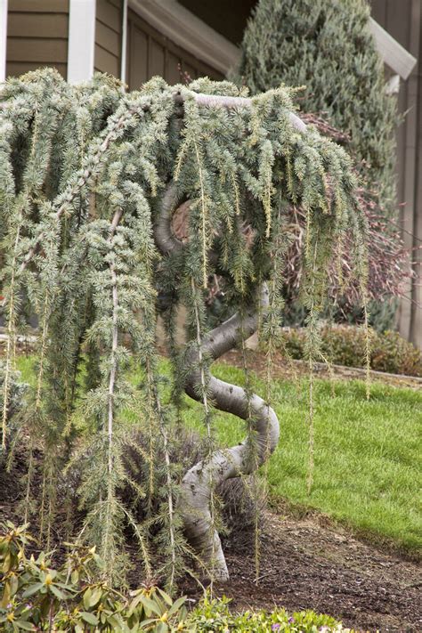 Cedrus Atlantica ‘glauca Pendula Kiefer Nursery Trees Shrubs