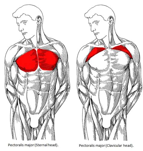 The hemidiaphragm contours do not represent the lowest part of the lungs. Build a Big Chest - The Best Chest Workout for Mass ...