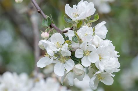 Use with t posts (not included) to support your trees. White Spring Flowers Of Apple Fruit Tree Branch Close-up ...