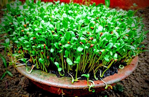 How To Grow Microgreens At Home Wordsmith Kaur