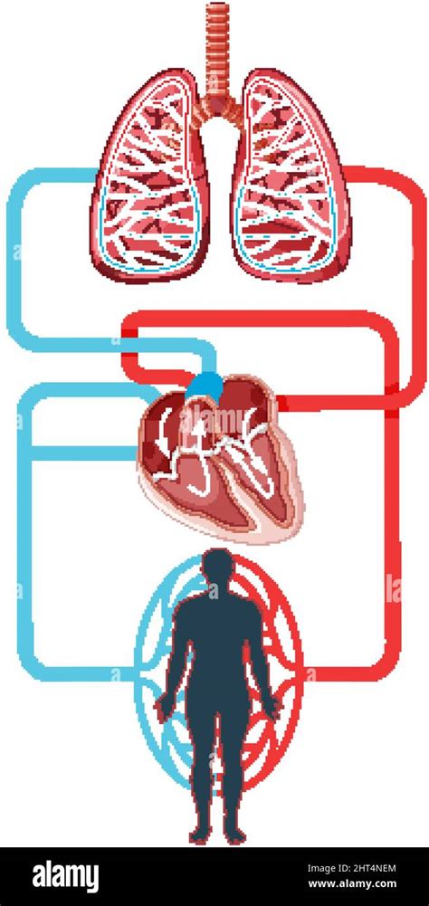 Diagrama Que Muestra El Flujo Sanguíneo Del Corazón Humano Imagen