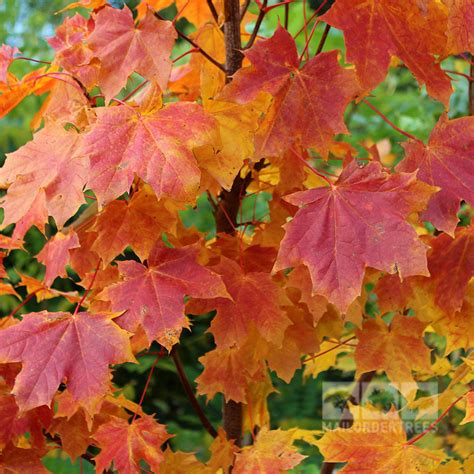 Acer Platanoides Norway Maple Tree Mail Order Trees