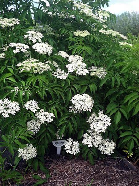 Ranchinbloom6 26 2014 Mn Midwest Elderberry Cooperative