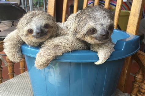 Lift your spirits with funny jokes, trending memes, entertaining gifs, inspiring stories, viral videos, and so much more. These smiling baby sloths will cheer you up