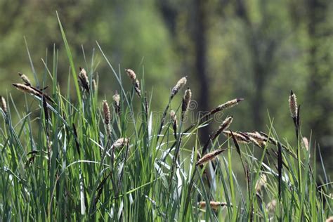 The Reed Grows In The Swamp Stock Photo Image Of Swamp Plants