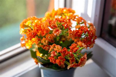 How To Grow And Care For Kalanchoe Gardeners Path
