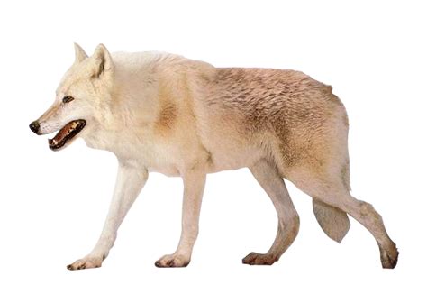 Czechoslovakian Wolfdog Arctic Wolf Alaskan Tundra Wolf Image