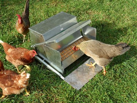 grandpa s feeders automatic chicken feeder sturdy galvanized steel poultry feeders no spill