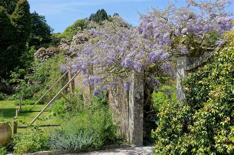 Filewisteria Lost Gardens Of Heligan Cornwall England Dsc02830