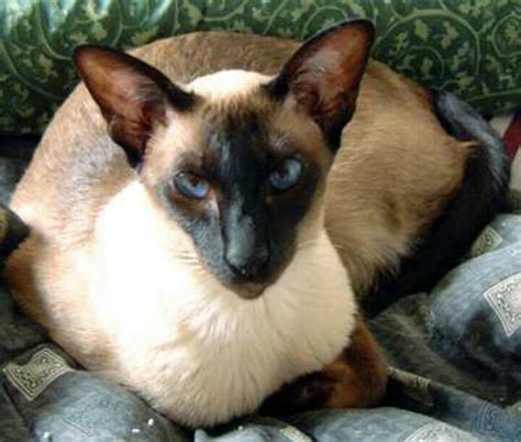 Pure Siamese Cat A True Siamese Its Very Noticeable With Large Ears