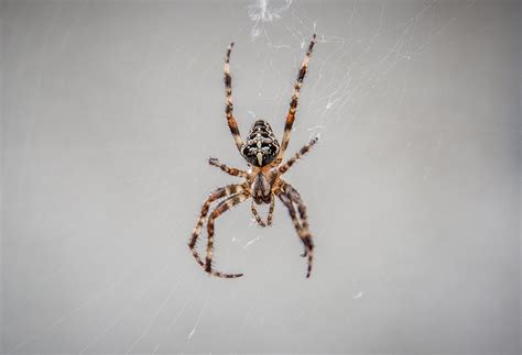Free Images Fauna Invertebrate Close Up Arachnid Macro
