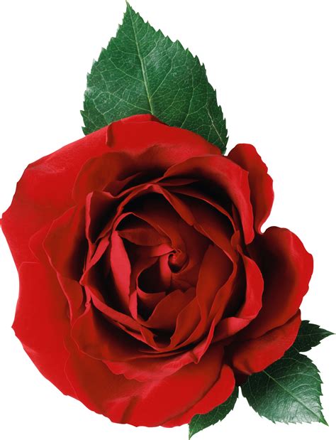 One Rose And Leaves Transparent Png Stickpng