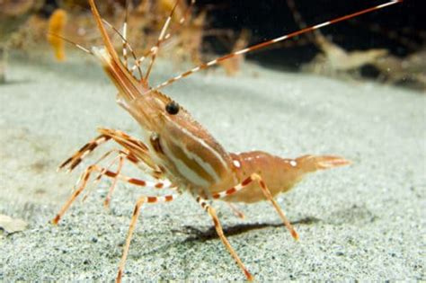 18 Interesting Facts About Shrimp