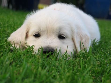 Auf der suche nach einem haus zum kauf in nordwalde sind sie hier richtig! Golden-Retriever-Welpen | tieranzeigen.net