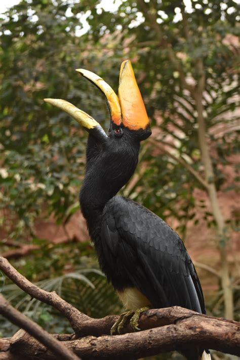 Rhinoceros Hornbill Buceros Rhinoceros Rhinoceros Zoochat