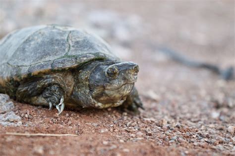 Sonoran Mud Turtle Turtles And Tortoises Of Baja MX INaturalist