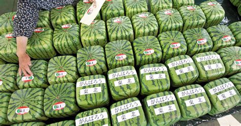 How Square Watermelons Get Their Shape And Other Gmo Misconceptions
