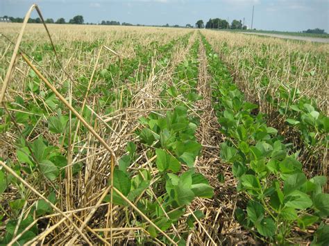 What are the differences between pests and diseases in plant? Photo Diary - Soybeans planted into a Cereal Rye cover ...