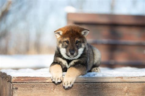 Close Up Portrait Of An Shikoku Puppy Lying On The Bench In Winter