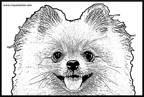 Pomeranian Coloring Pages Puppy Coloring Pages Dog Coloring Page