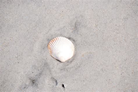 Sells Seashells By The Seashore Clevelandladeg