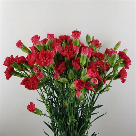 Spray Carnation Imported Red