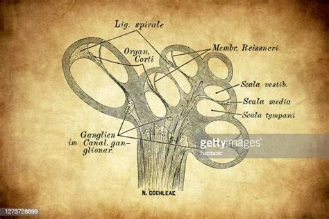 Cochlea Photos And Premium High Res Pictures Getty Images