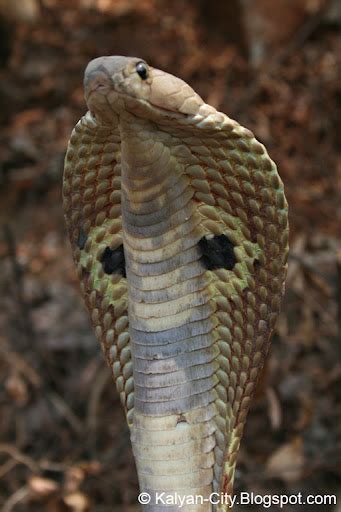 Indian Cobra Spectacled Cobra Common Cobra Naja Naja Photo