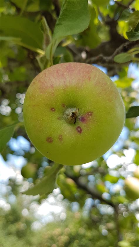 Apple Pest Update Aug 14 2020 Onfruit