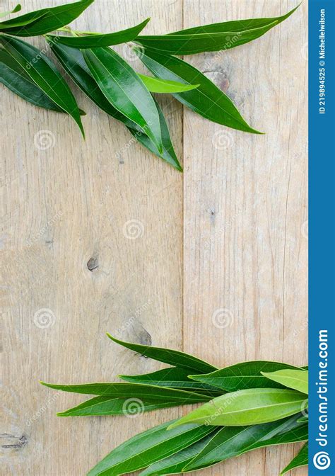 Greenery On Wood Stock Image Image Of Natural Plant 219894525