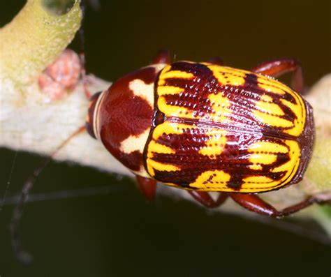 Beetle Bassareus Bugguidenet
