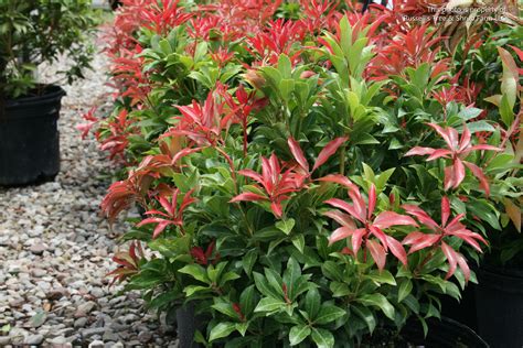 70 Awesome Can Pieris Grow In Pots Insectza