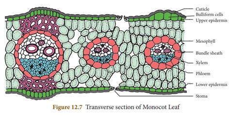 Internal Structure Of Monocot Or Isobilateral Leaf