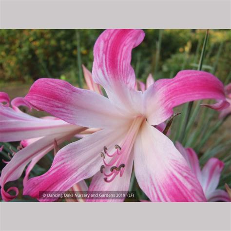 amaryllis belladonna striped pink hybrids naked ladies dancing oaks nursery and gardens