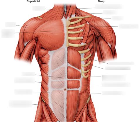 Muscles Of The Trunk Anterior View Diagram Quizlet