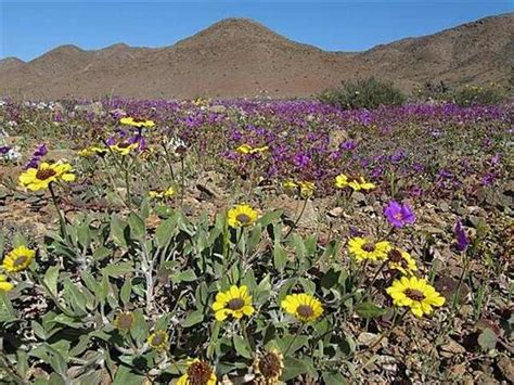 The Incredible Desert Flowers Of Atacama